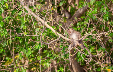 monkey on a tree
