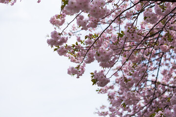 flowe from japan