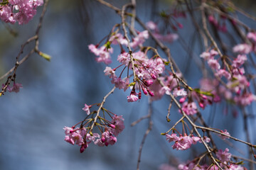 flowe from japan