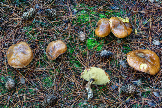 Suillus granulatus. Granulated boletus between pine cones and needles in pine forest.
