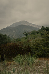 Santa Barbara Botanic Garden