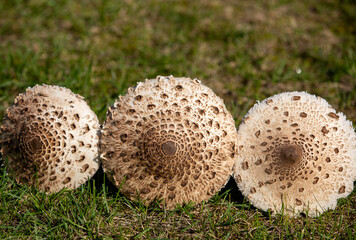 Ripe parasol mushroom Macrolepiota procera or Lepiota procera