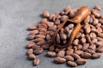 Cocoa beans in a wooden scoop on a gray background. Copy space.
