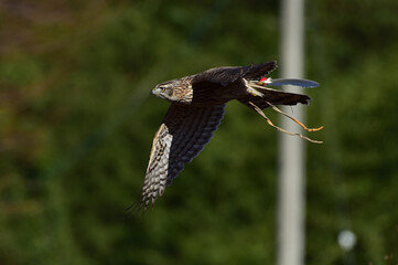 Goshawk for Korean  human heritage hawk hunting.