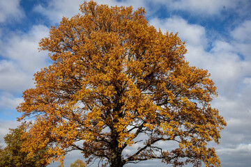 Oak tree with golden autumn foliage in sunny  day. Colorful autumn landscape.