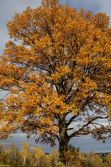 Fototapeta na wymiar Oak tree with golden autumn foliage in sunny day. Colorful autumn landscape.