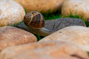 Big snail in shell crawling on road, summer day in garden