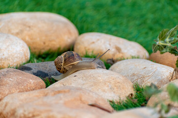 Big snail in shell crawling on road, summer day in garden
