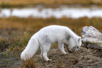 Arctic fox (Vulpes Lagopus) in wilde tundra. Arctic fox on the beach.