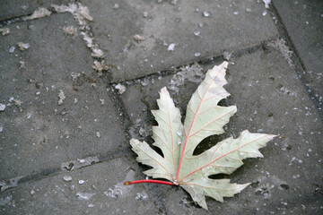 First snow on the sidewalk and green leaf maple.