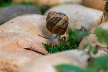 Big snail in shell crawling on road, summer day in garden
