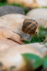 Big snail in shell crawling on road, summer day in garden