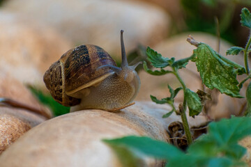 Big snail in shell crawling on road, summer day in garden