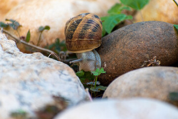 Big snail in shell crawling on road, summer day in garden