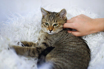 A child's hand strokes a brown tabby cat lying on a white fur Mat. Friendship, trust, care