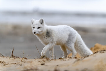 Arctic fox (Vulpes Lagopus) in wilde tundra. Arctic fox on the beach.