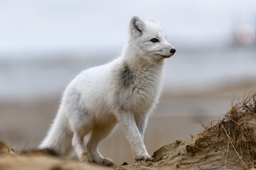 Arctic fox (Vulpes Lagopus) in wilde tundra. Arctic fox on the beach.