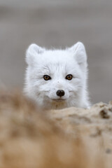 Arctic fox (Vulpes Lagopus) in wilde tundra. Arctic fox has hidden.
