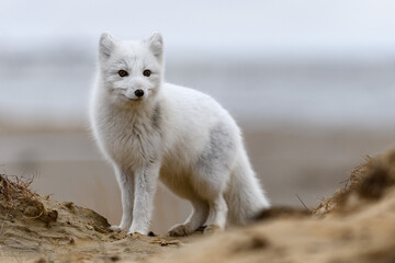 Arctic fox (Vulpes Lagopus) in wilde tundra. Arctic fox on the beach.