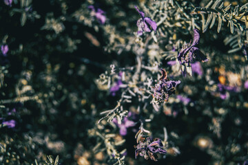 Close-up of some dried purple flowers of lavandula