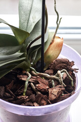 Orchid planted in the bark of a tree, healthy orchid roots, close-up.