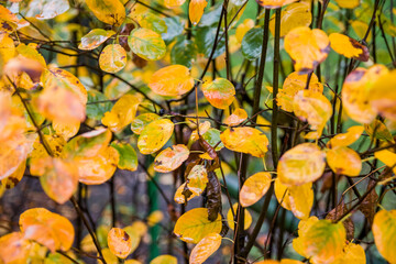 Bush with wet yellow leaves after rain. Wet autumn foliage background.Selective focus