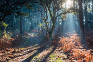 Obraz premium beautiful rays of the sun passing through the forest