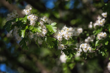 Natural floral background, blossoming of Hawthorn or Crataegus monogyna beautiful white flowers in spring sunny garden. Macro image suitable for wallpaper, cover or greeting card