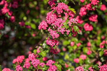 Natural floral background, blossoming of Double pink Hawthorn or Crataegus laevigata beautiful pink flowers in spring sunny garden. Macro image suitable for wallpaper, cover or greeting card