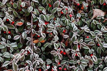 Fototapeta na wymiar Red berries (cotoneaster horizontalis) under the frost.