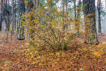 A beautiful rose bush in foggy deciduous and pine autumn forest. Foggy morning in the autumn mystic pine forest