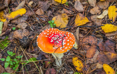 Red fly agaric in autumn forest. Red mushroom / toadstool in the forest