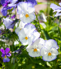 Pansy flowers on a close-up in a flower garden design.