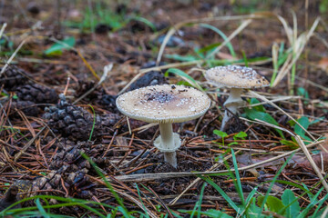 Amanita pantherina, also known as the panther cap and false blusher due to its similarity to the true blusher. Poisonous mushrooms