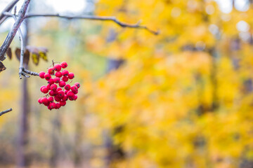 Red rowan on a background of yellow leaves in the autumn forest