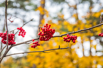 Red rowan on a background of yellow leaves in the autumn forest