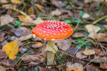 Red fly agaric in autumn forest. Red mushroom / toadstool in the forest