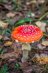 Red fly agaric in autumn forest. Red mushroom / toadstool in the forest