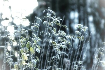 Frozen plants