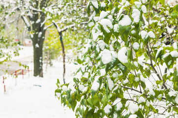 The first snow in November lies on green leaves. Late autumn and snow