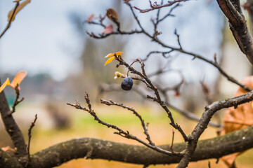 Branches without leaves in autumn. Black berry hanging on a branch without leaves in late autumn