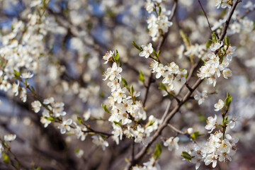 Fototapeta premium The branches of a blossoming tree. Cherry tree in white flowers. Blurring background.