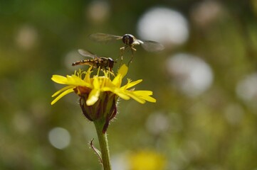 two wasps on a yellow flower