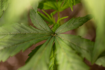 Closeup of Cannabis female plant in flowering phase
