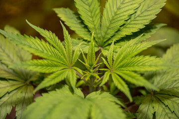 Closeup of Cannabis female plant in flowering phase