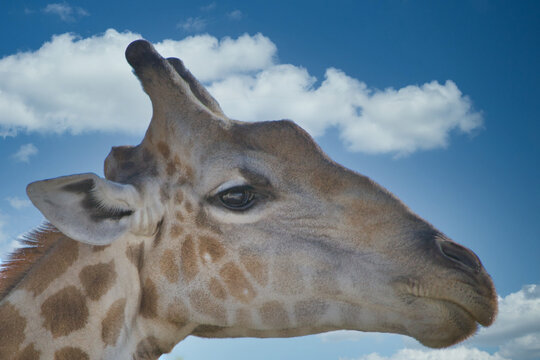 Close-up And Detail Of Giraffe Head On Cloudy Sky.