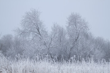 frosty winter morning