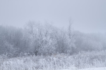 frosty winter morning