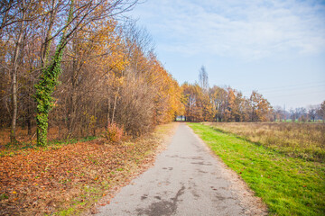 autumn in the forest