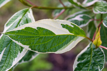 Fototapeta na wymiar Watercolor green and white leaf of Cornus Alba. Decorative single leaf